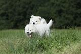 SAMOYEDE 037